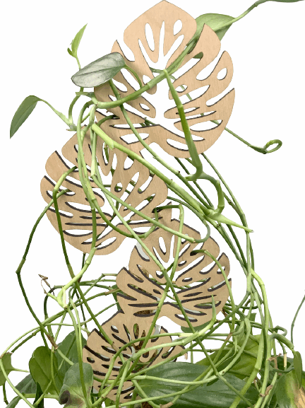 plant trellis for monstera Monstera Leaves Trellis – Serendibetty LLC