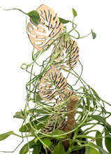 Load image into Gallery viewer, Monstera Leaves Trellis