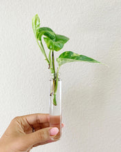 Load image into Gallery viewer, Hand-Built Propagation Station